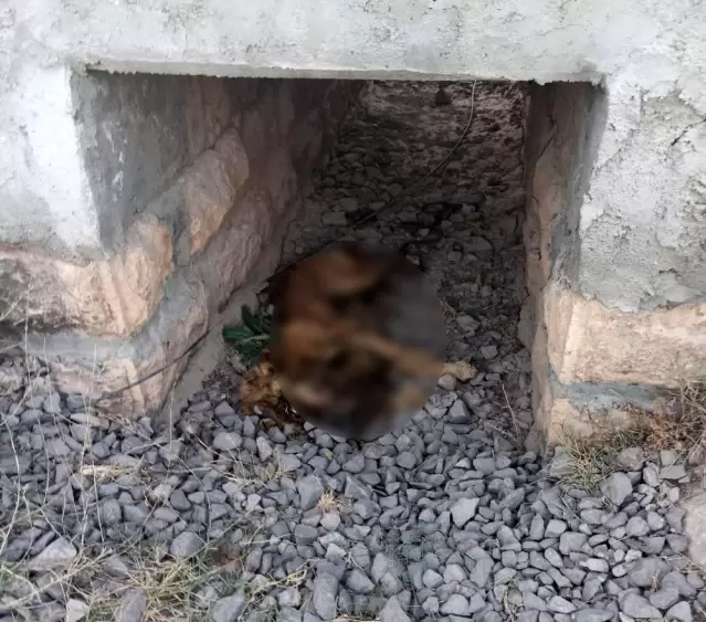 Sokak köpeği ayakları bağlı şekilde ölü bulundu Son Dakika