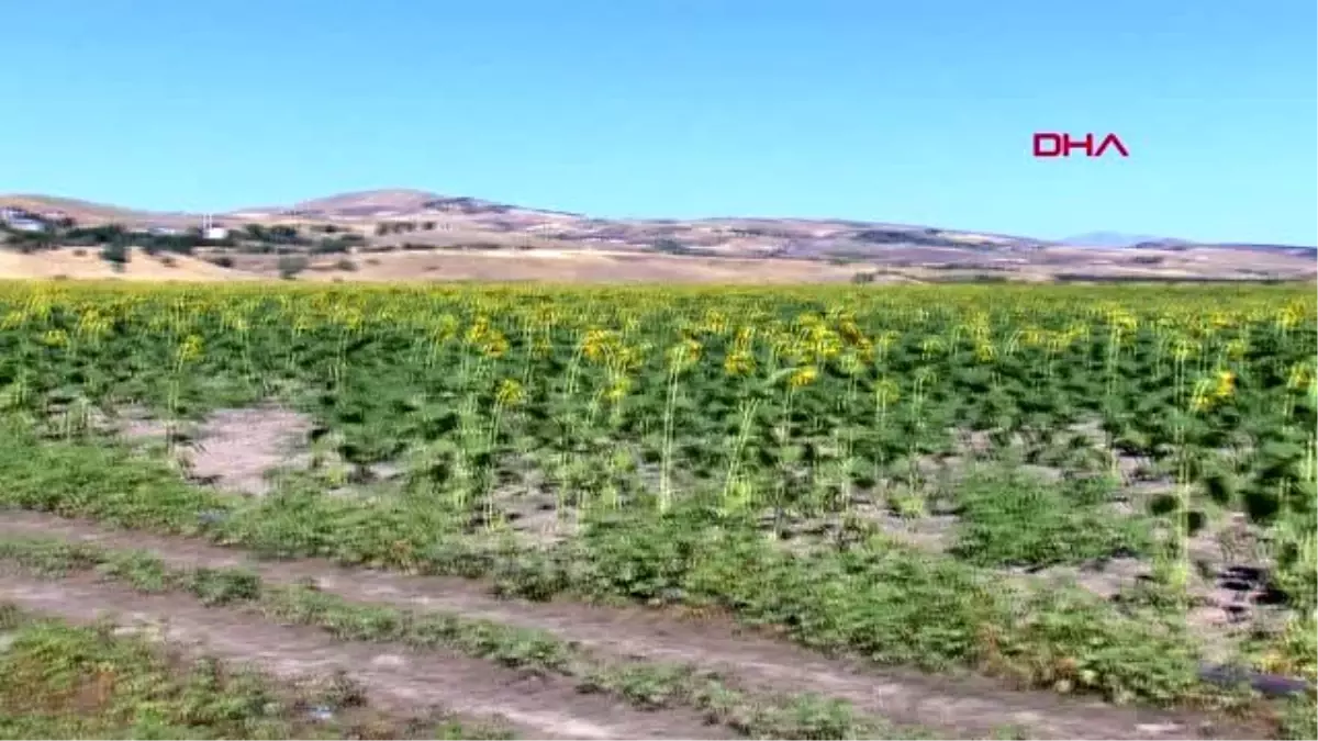 Tunceli\'de kiraladığı arazide ayçiçeği ve kabak ekip, 50 kişiyi istihdam sağladı