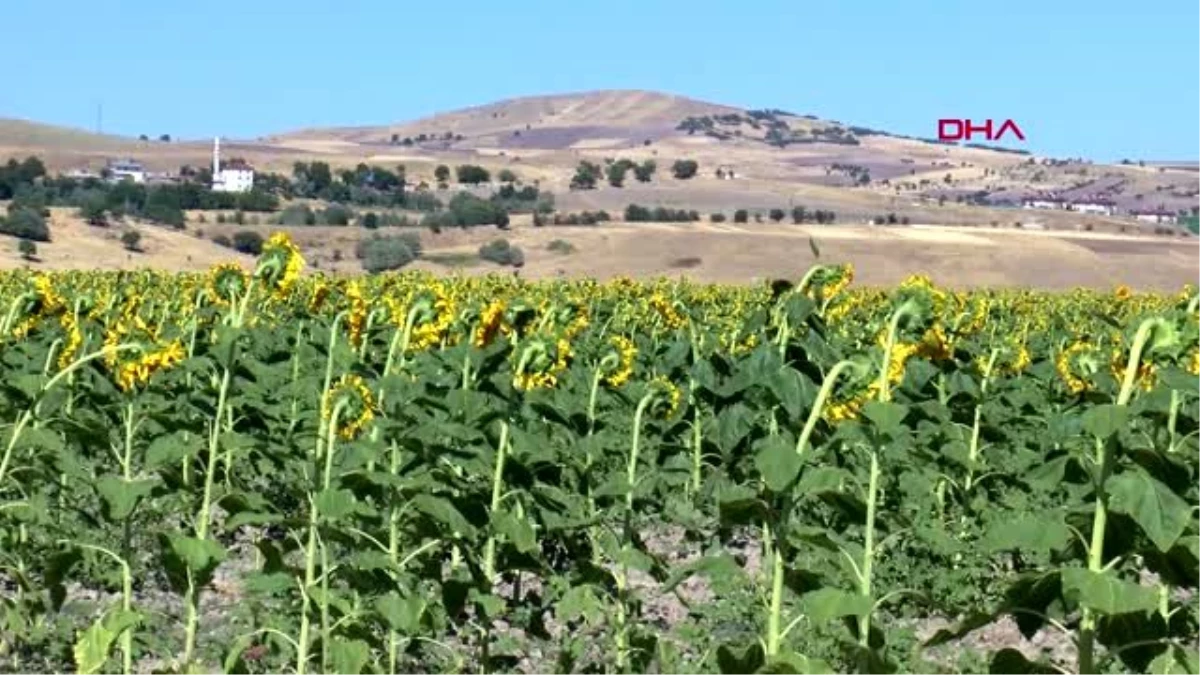 Tunceli\'de kiraladığı arazide ayçiçeği ve kabak ekip, 50 kişiyi istihdam sağladı