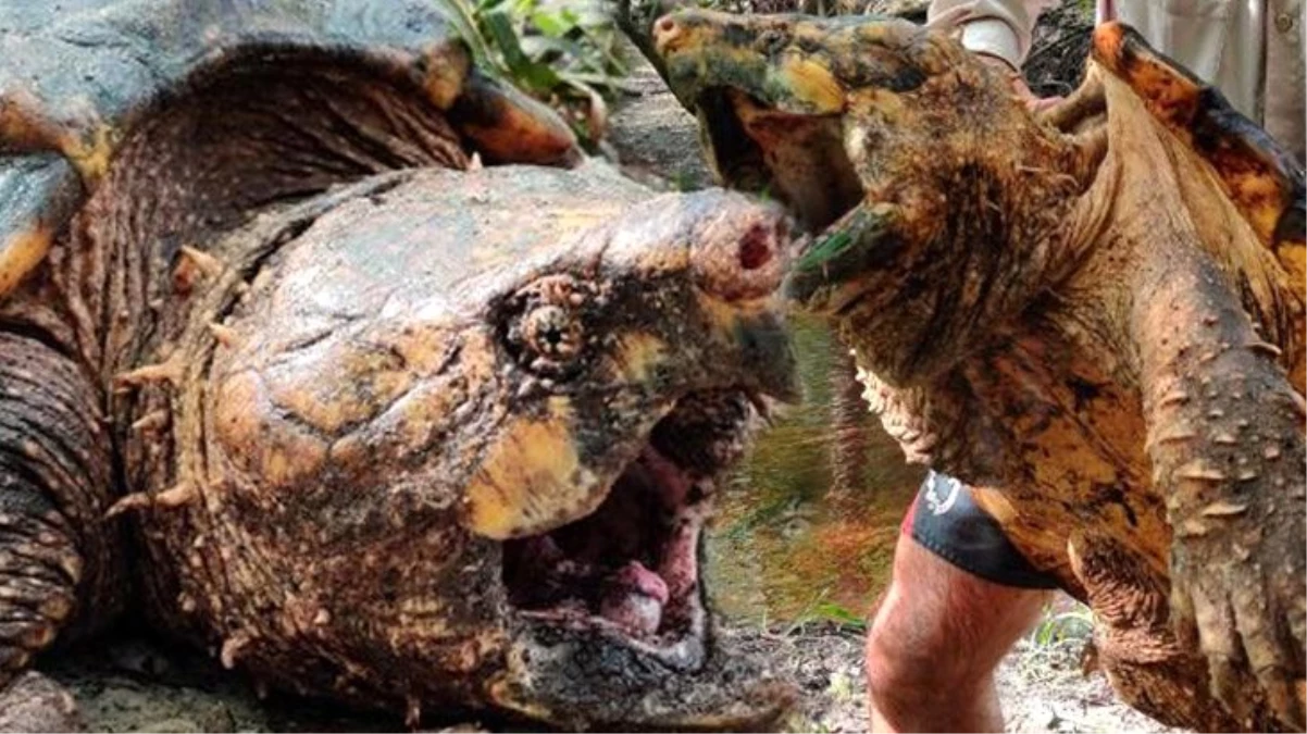 ABD\'de dünyanın en büyük timsah kapan kaplumbağası yakalandı