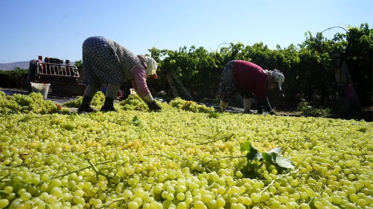 Açıklanan kuru üzüm fiyatı çiftçileri ve TARİŞ\'İ sevindirdi