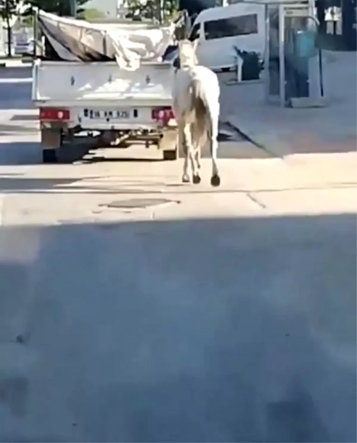 Atı kamyonete bağlayan sürücüye ceza yağdı