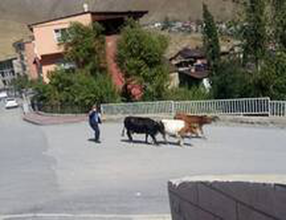 Başıboş inekler kaçtı zabıta kovaladı