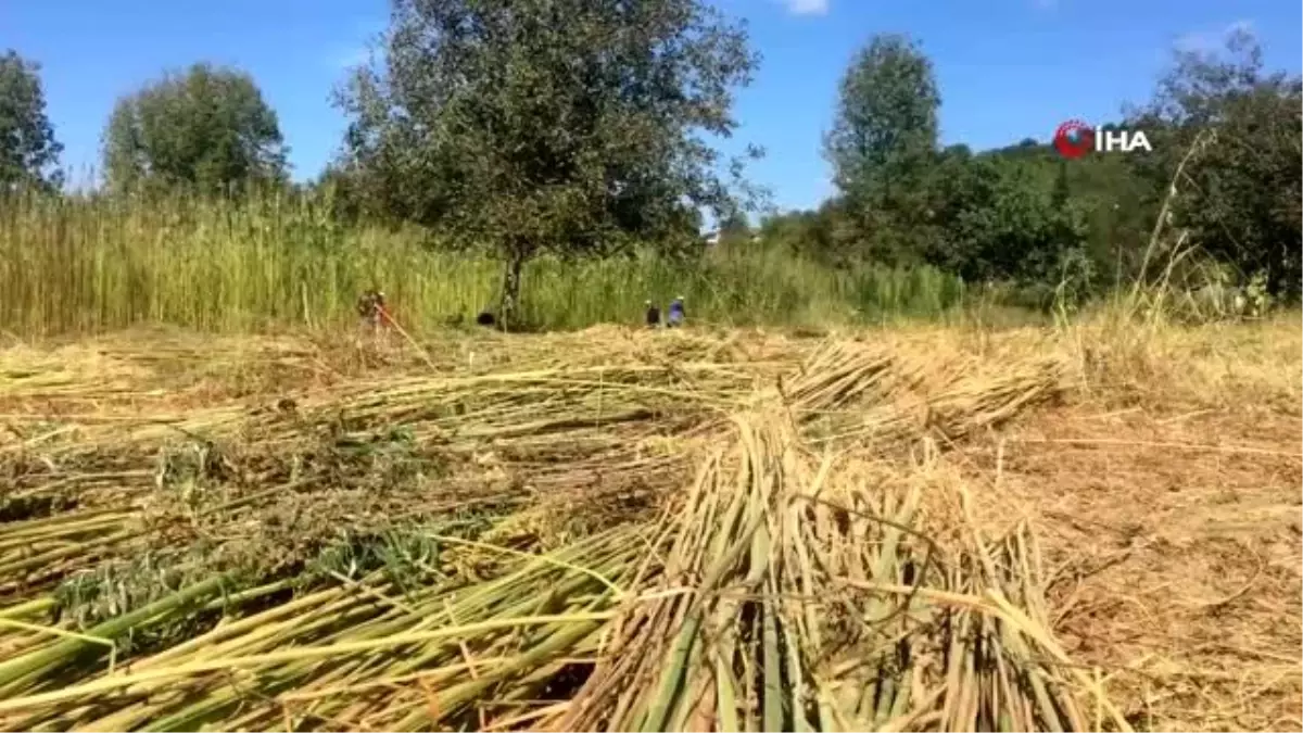 Cumhurbaşkanının çağrısıyla başladı, 10 ton üretti