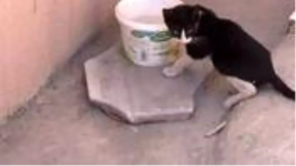 Emekli polis zehirlenen kediler için komşularından şikayetçi oldu