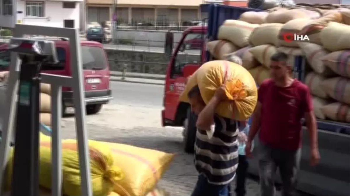 Fındık manavlarının yoğun mesaisi başladı