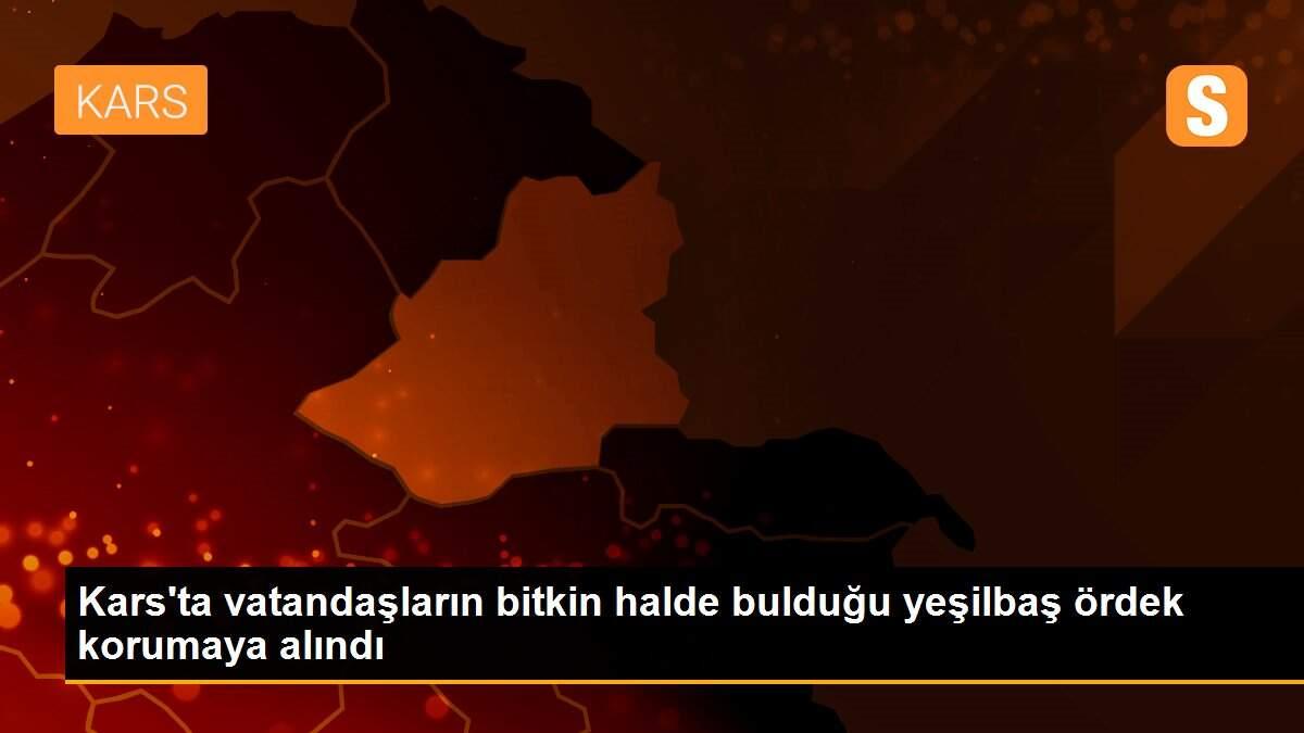 Kars\'ta vatandaşların bitkin halde bulduğu yeşilbaş ördek korumaya alındı