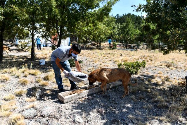 Mansur Yavaş, İnci Anne'nin sokak hayvanları için yaptığı çağrıya kayıtsız kalmadı