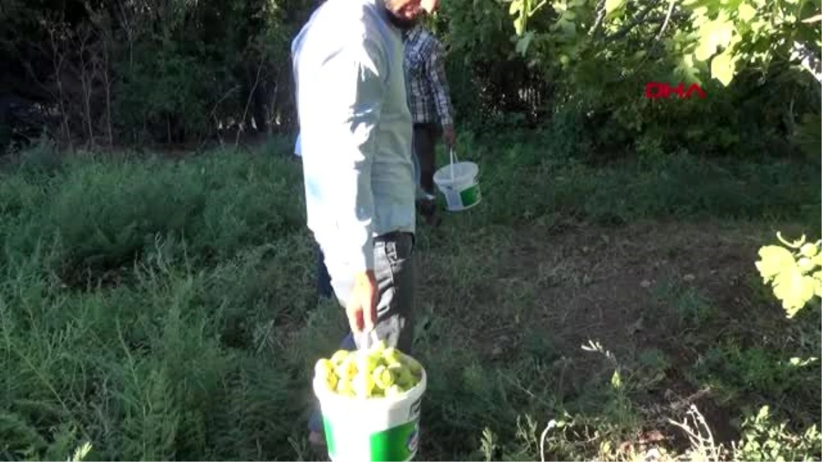 Mardin\'de 9 çeşidin yetiştiği incirde hasat zamanı