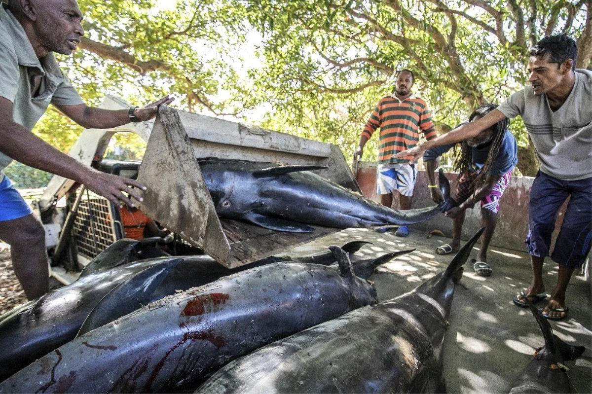 Son dakika... Mauritius Balıkçılık Bakanlığı: "Şu ana kadar 38 yunus ölü bulundu"