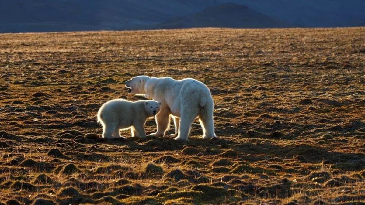 Norveç\'te Svalbard takımadasında 38 yaşındaki bir kişi kutup ayısı saldırısında öldü