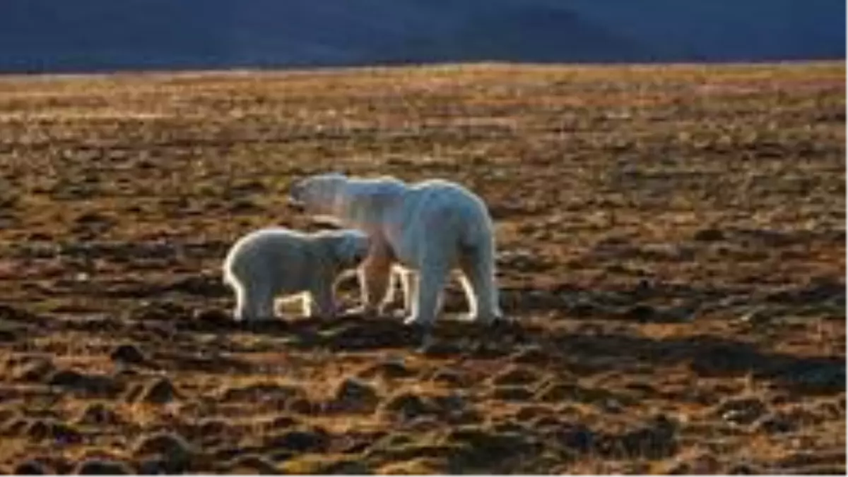 Norveç\'te Svalbard takımadasında 38 yaşındaki bir kişi kutup ayısı saldırısında öldü