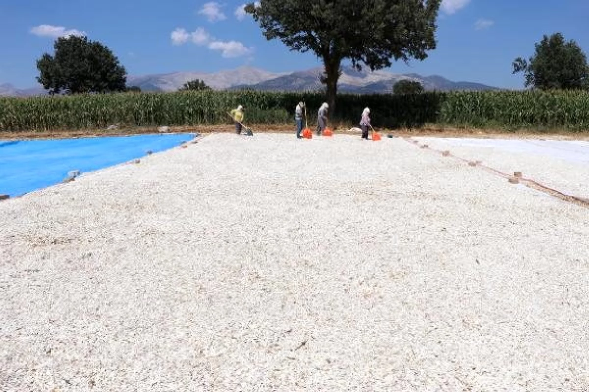 Ay çekirdeğinde bu yılki kalite ve fiyat üreticinin yüzünü güldürdü