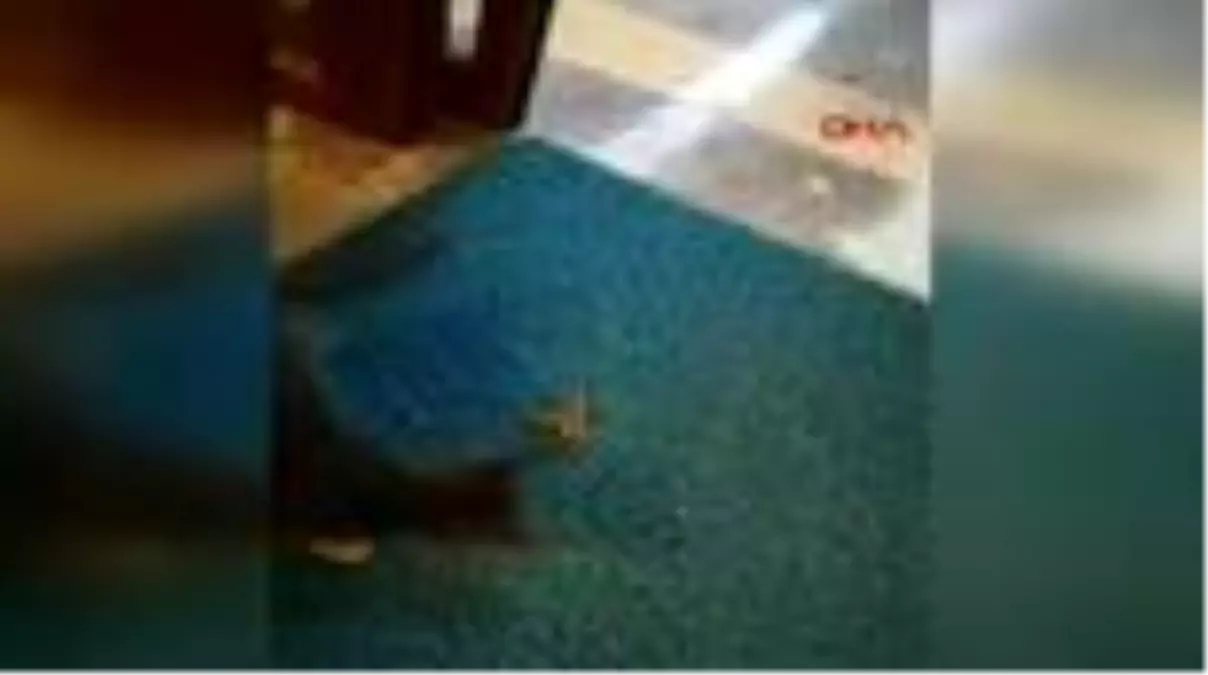 Son dakika haber | Dev örümcek ile yavru kedinin kavgası kamerada