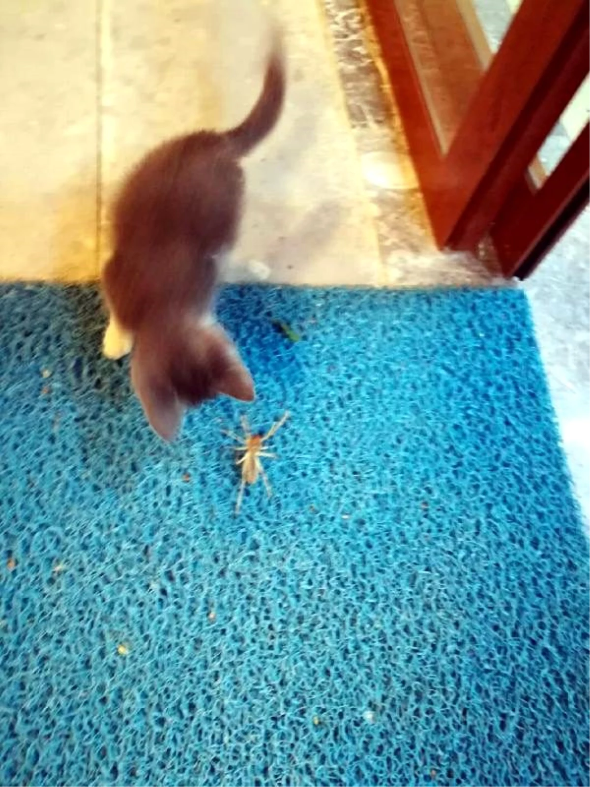 Dev örümcek ile yavru kedinin mücadelesi kamerada