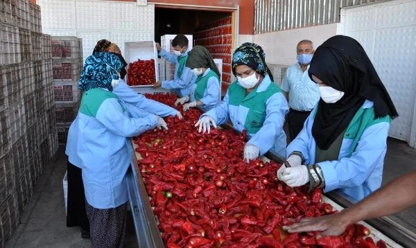 Gaziantep'in İslahiye ilçesinde yetiştirilen kırmızı biber, 7 bin kişinin geçimini sağlıyor