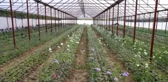 Ordu'da lishianthus çiçeği hasadı