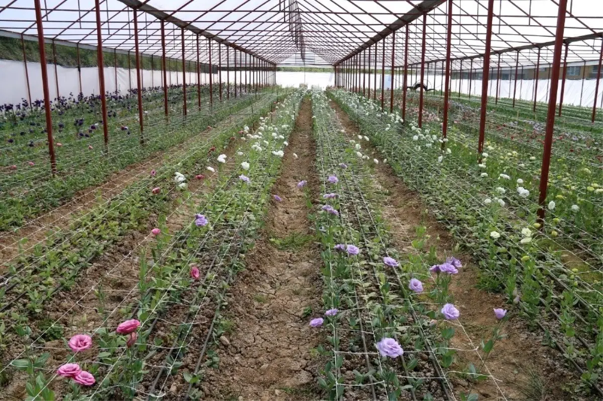 Ordu\'da lishianthus çiçeği hasadı