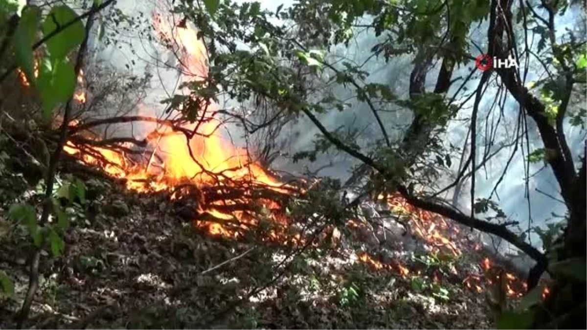 Son dakika haberi | Fındıklıkta başlayan yangın ormana sıçradı