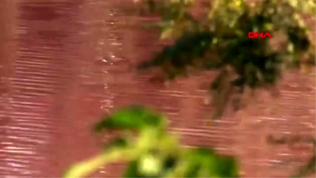 Paraguay\'da kirlenen kıyı lagünü kırmızımsı mor renge büründü