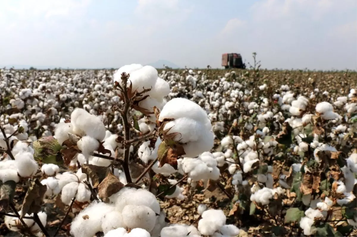 Adana Çiftçiler Birliği Başkanı Doğru: "Pamuktan vazgeçemeyiz"