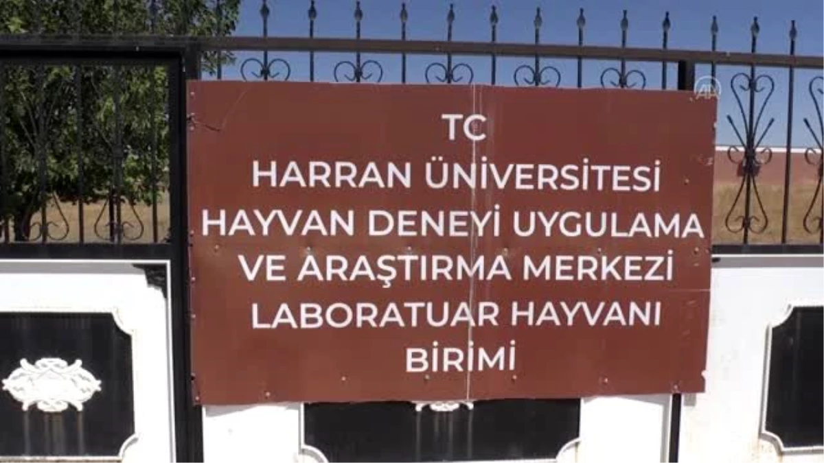 Bilime hizmet eden deney hayvanlarına özel bakım