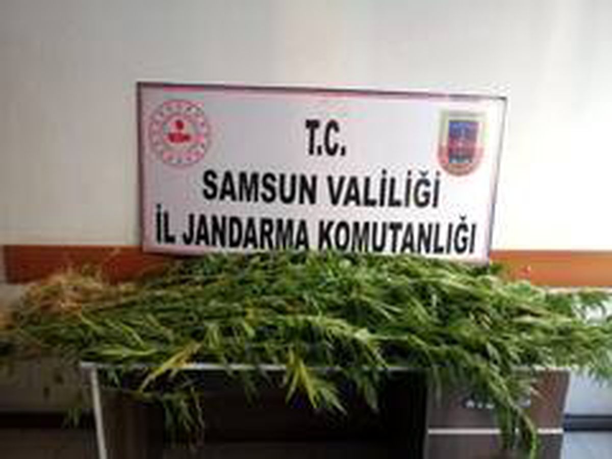 Jandarmadan kenevir operasyonu