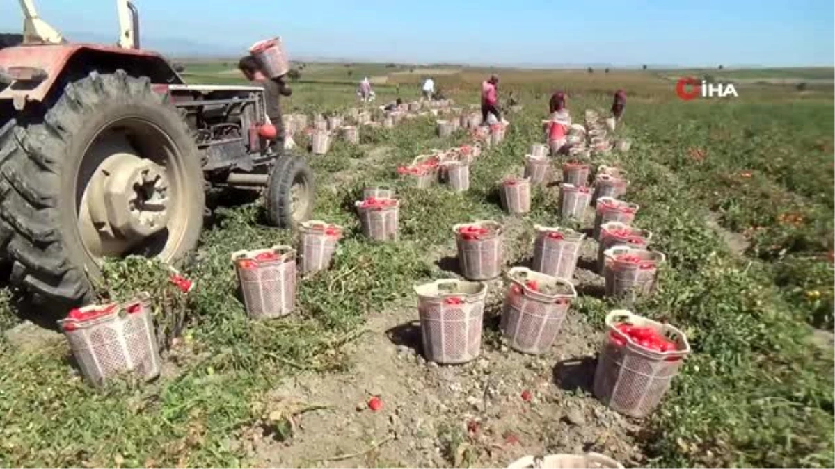 Siverekli işçilerin hasat mücadelesi