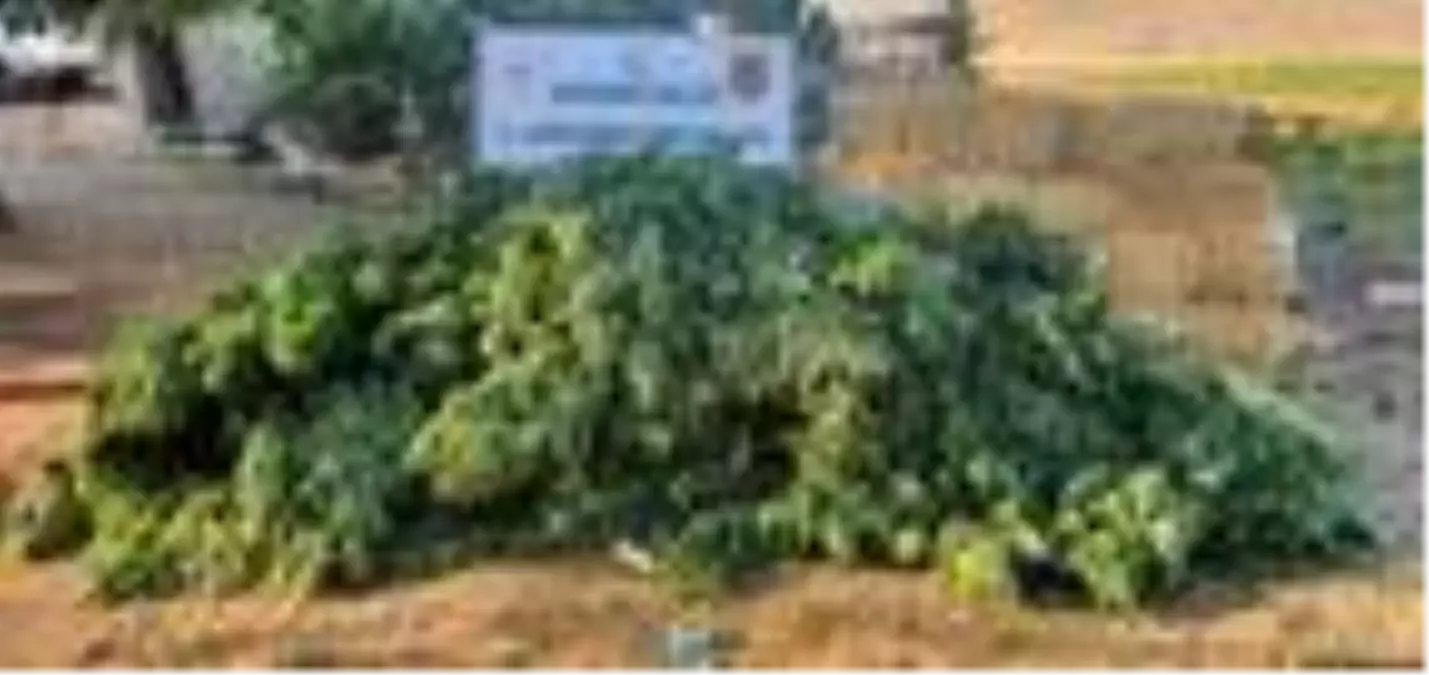 Son dakika haberleri | Adıyaman\'da 842 kök kenevir ele geçirildi: 2 gözaltı