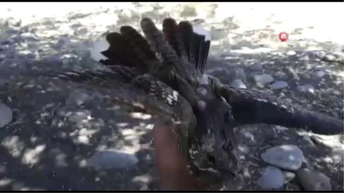 Afrika kuşu Çobanaldatan kuşu çoban tarafından yaralı bulundu