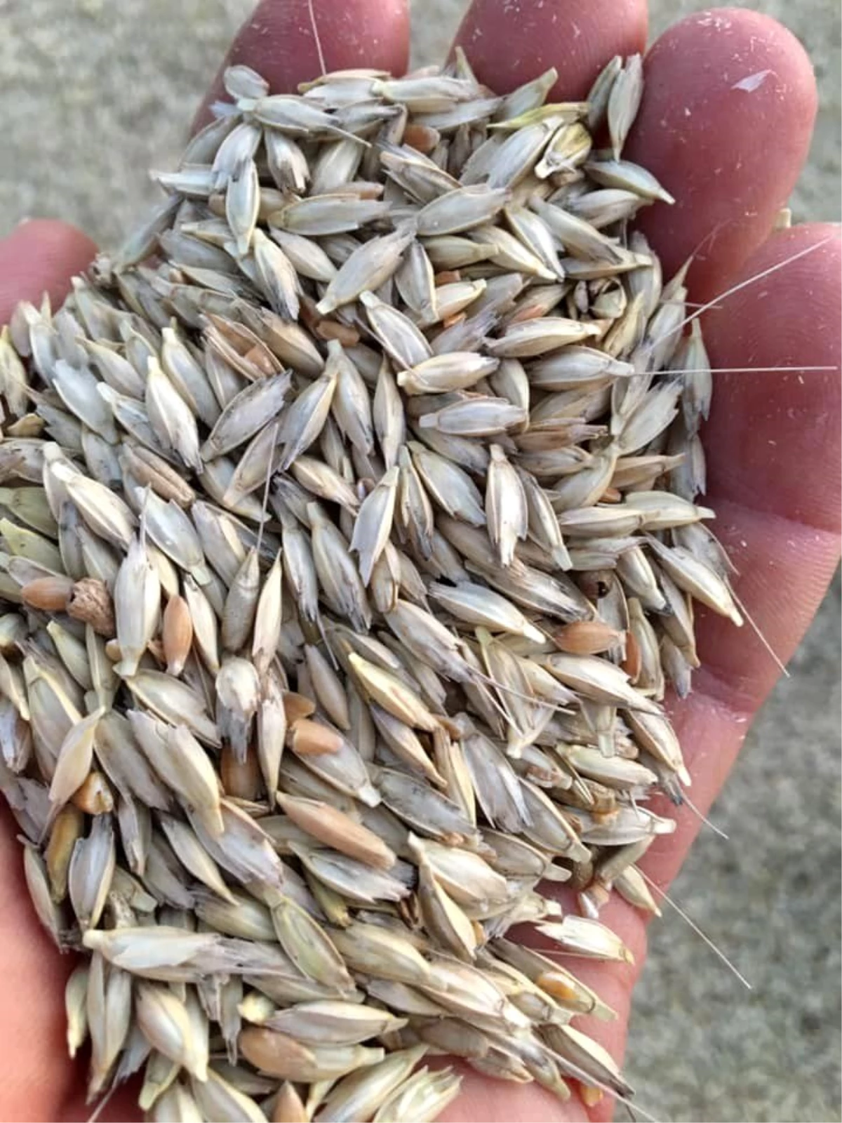 Çavdarhisar\'da organik ata tohumu "Siyez buğdayı" ilk kez yetiştirildi