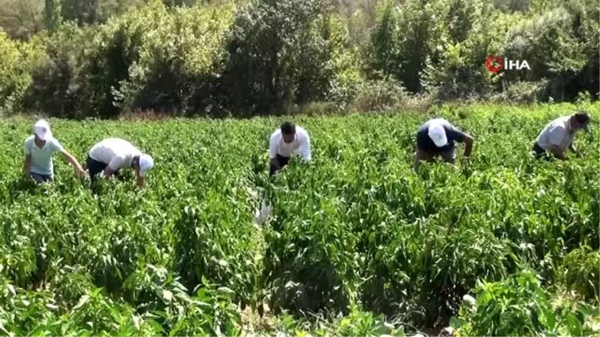 Fabrika işçisinin ektiği kapya biber köylünün umudu oldu