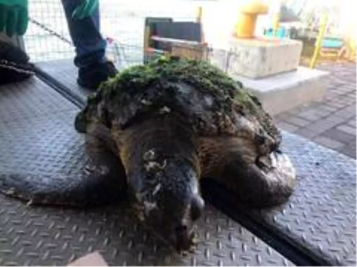 Yaralı halde bulunan caretta caretta tedavi altına alındı