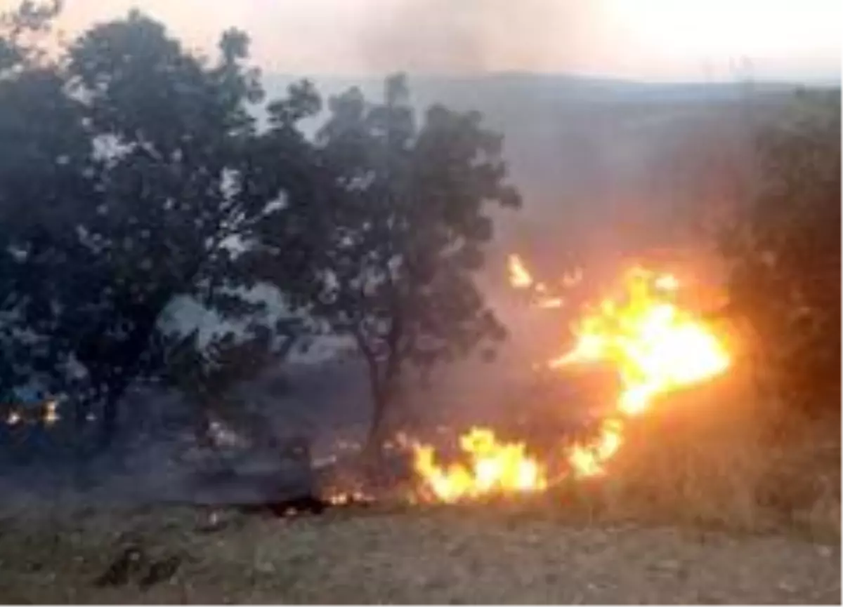 Son dakika haberi | Zeytinlik alanda çıkan yangın zarara neden oldu