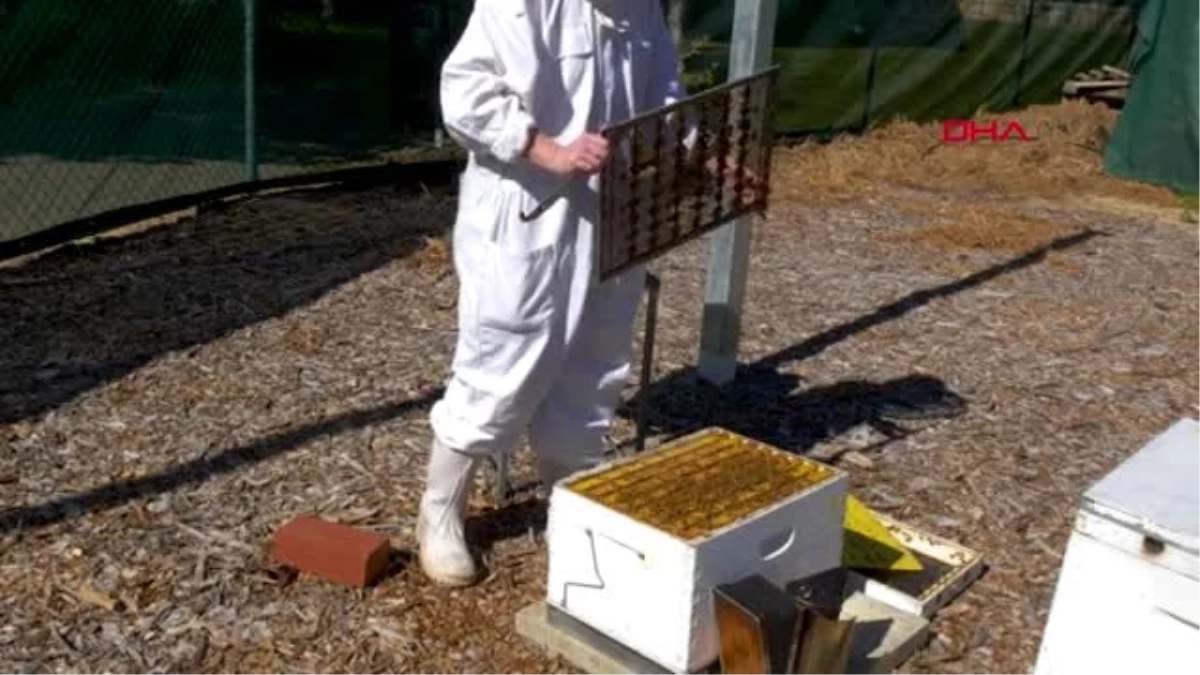 Avusturalyalı bilim adamlarından meme kanserine karşı bal arı zehiri buluşu