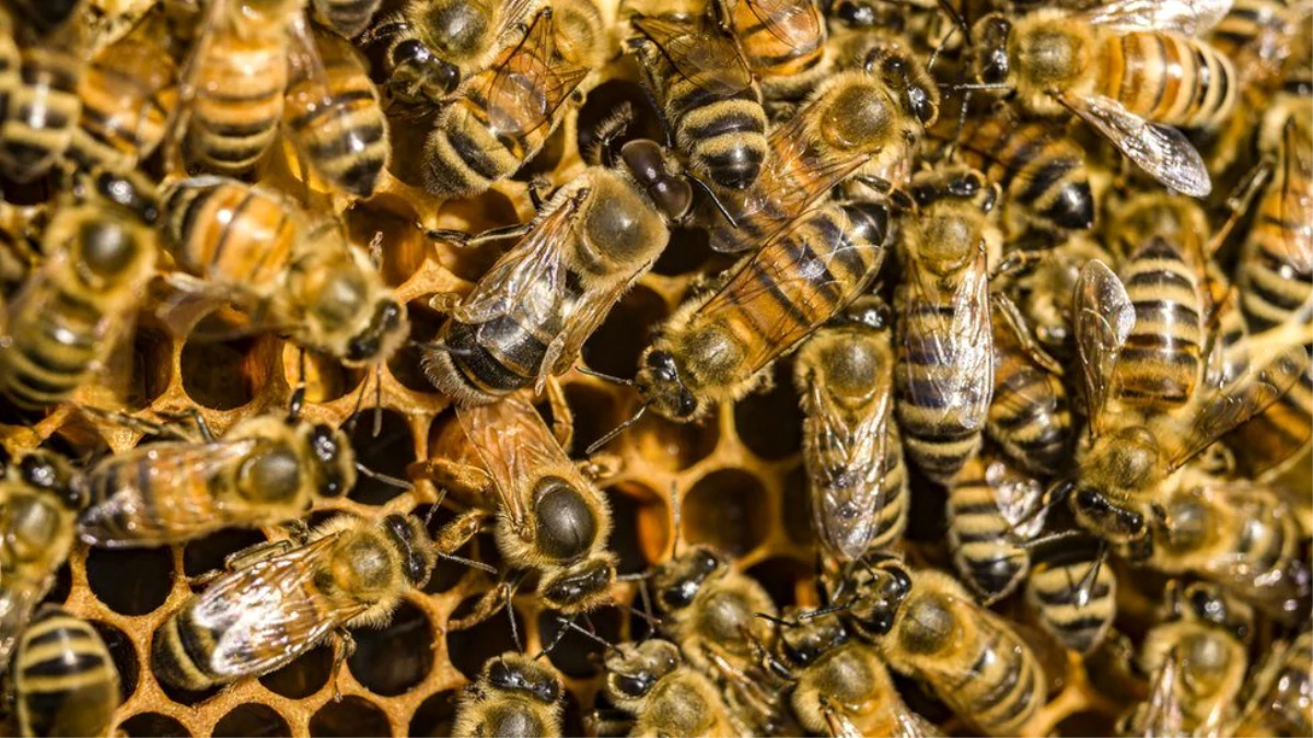 Bal arısı zehrinin bazı meme kanseri hücrelerini yok ettiği keşfedildi