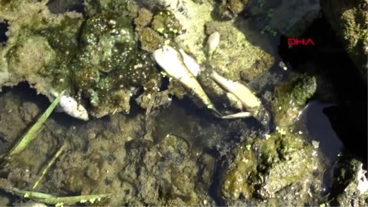 Son dakika haber | Kırklareli\'nde kuruyan derede balık ölümleri yaşanıyor