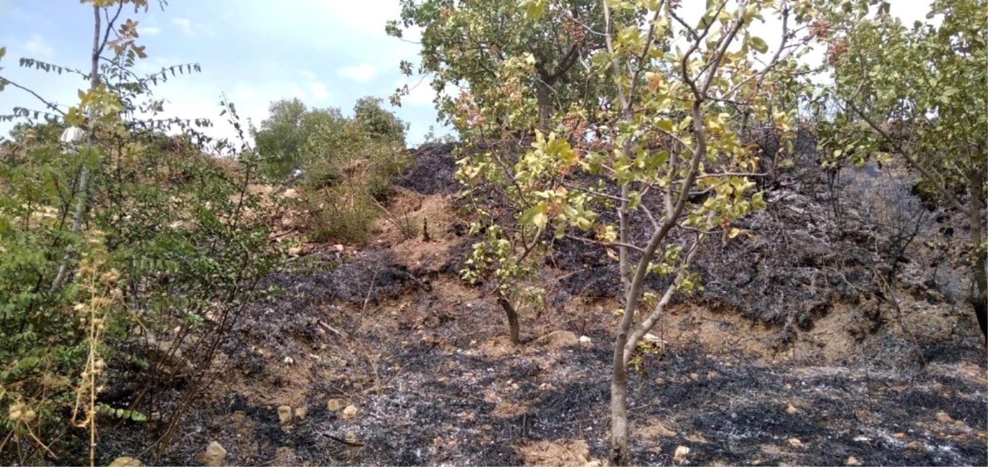Son dakika haberi! Siirt\'te ağaçlık alanda yangın: Fıstık ağaçları zarar gördü