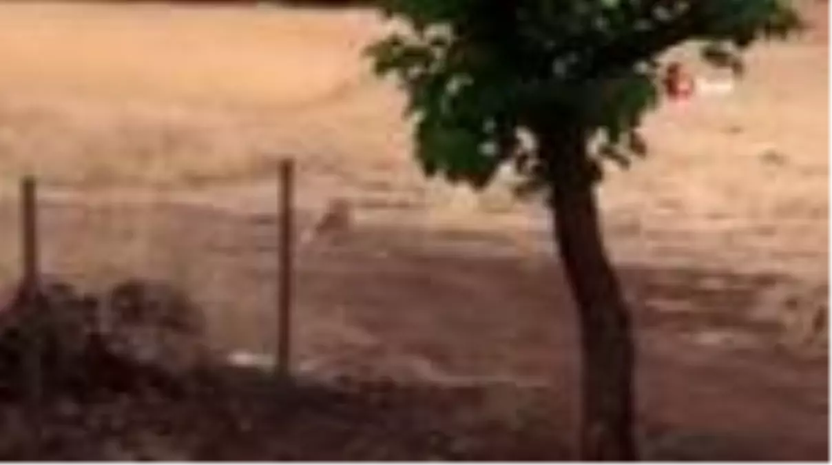 Tunceli\'de köpek ile tilkinin kıskandıran dostluğu