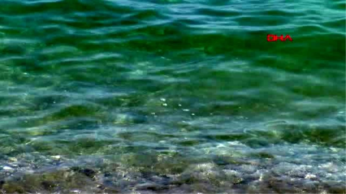 ANTALYA Fitoplanktonlar denizi yeşile döndürdü, tatilciler korktu