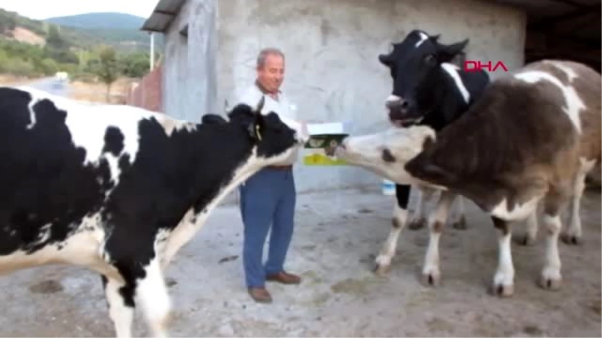 BALIKESİR Burhaniyeli besici süt ineklerini çikolata ve şekerleme ile besliyor
