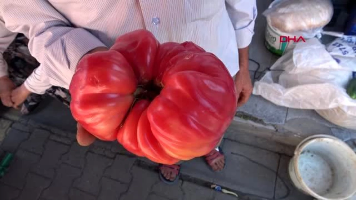 ÇANAKKALE Çanakkale\'de yetişen 1 kilo 120 gramlık domates büyüklüğüyle şaşırttı