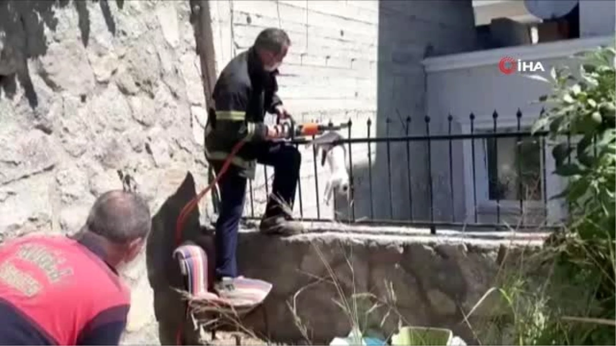 Çatıdan atlayan kedi demir parmaklıklara saplandı