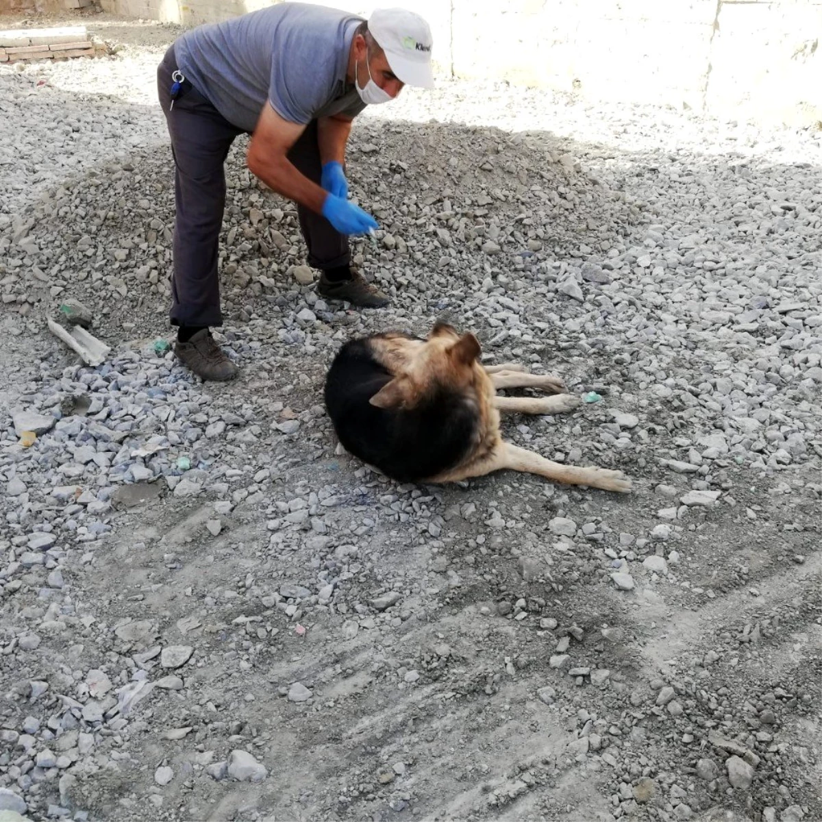 Hakkari\'de zehirlenen köpekler tedavi altına alındı