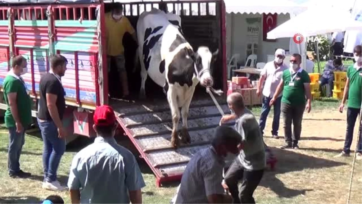 İnatçı inek güzellik yarışmasından kaçtı
