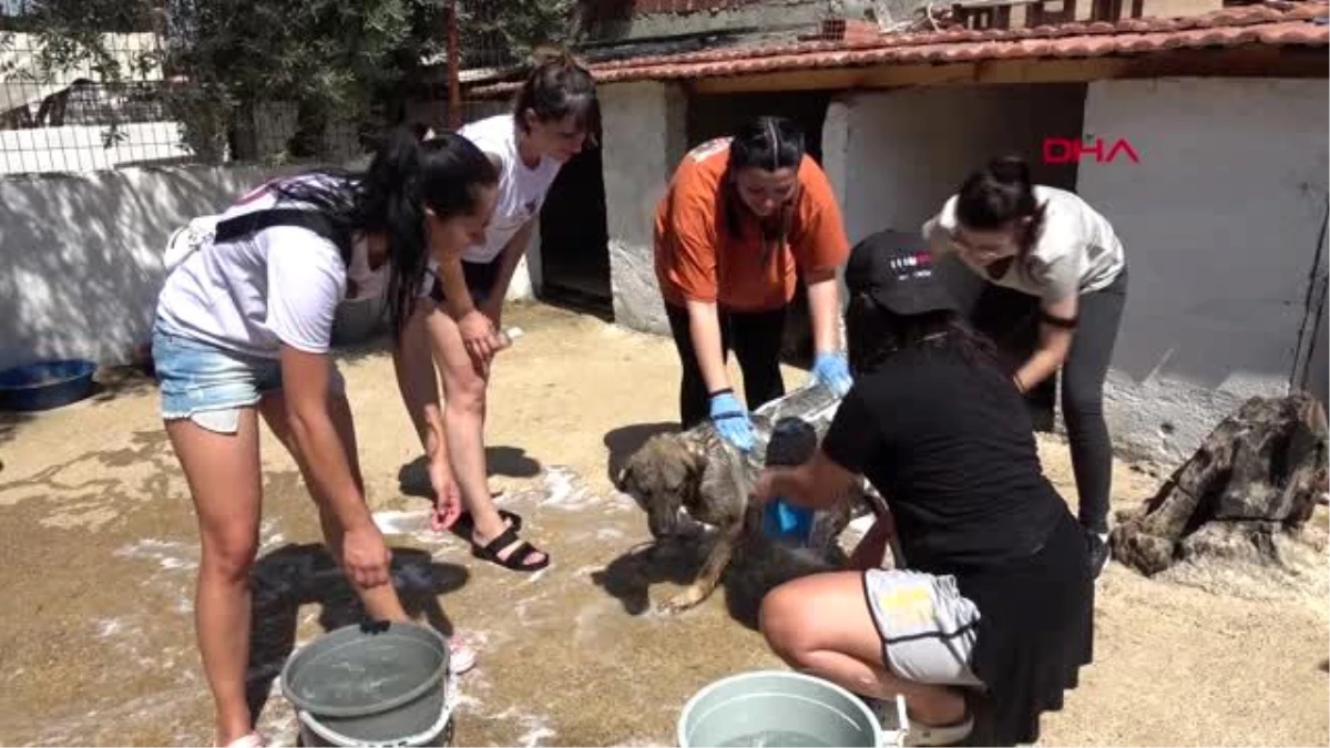 İZMİR Hayvan severler, barınaktaki köpekleri yıkadı