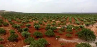 'Kırmızı kabuklu' Antep fıstığında hasat telaşı başladı