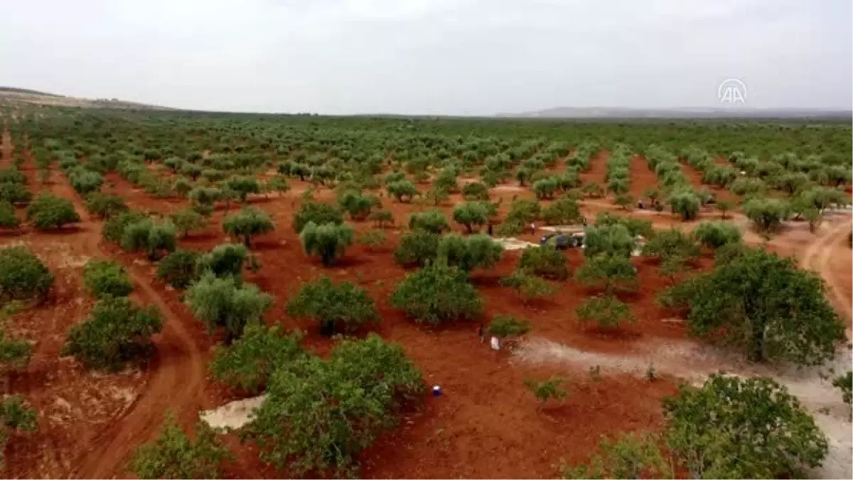 "Kırmızı kabuklu" Antep fıstığında hasat telaşı başladı