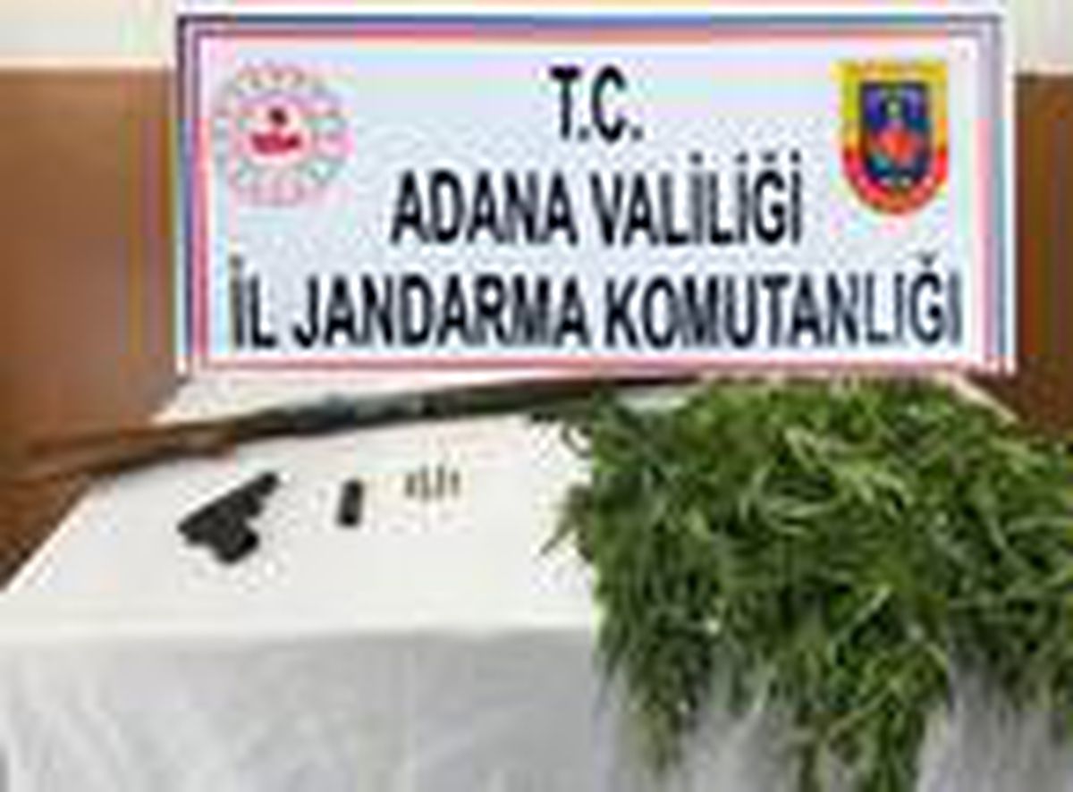 Mısır tarlasına kenevir ekmiş