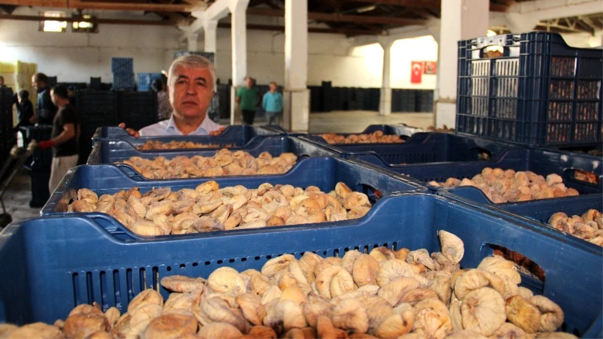 Aydın\'ın milli ürünü kuru incirin ihracat yolcuğu 30 Eylül\'de başlayacak